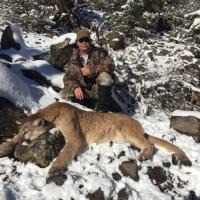 Mountain lion