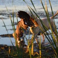 Water Fowl Hunting: Devils Lake North Dakota