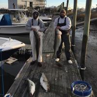 Nice Striper Bass