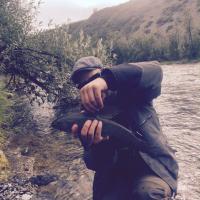Arctic grayling