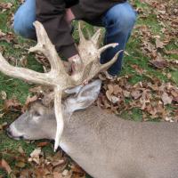 Buck - Double Drop tine 14