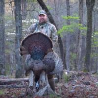 Mountain Turkey