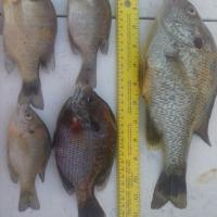 Big bream