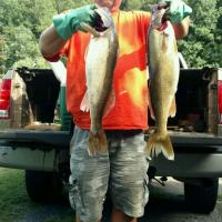 Two big walleyes