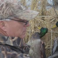 Mallard Duck, Missouri DSC 0006