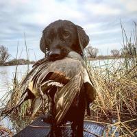 Waterfowl Pup