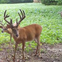 Big Velvet Buck - August, Missouri