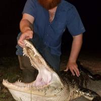 Gator
