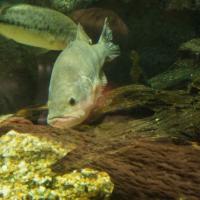 Live Fish Feedings