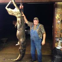 Hunting Alligator in Arkansas