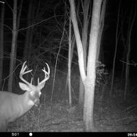 Deer Cam
