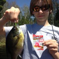 Blue Gill on Berkley Gulp
