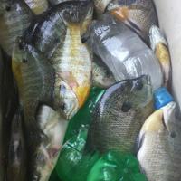 Keeping These Babies on Ice