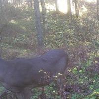 Trail Cam Photo
