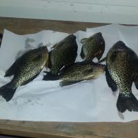 Crappie Feast