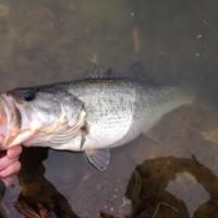 bass 10