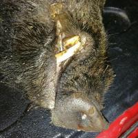 Look at those cutters