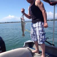 Walleye