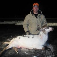 NJ Piebald Deer 2014