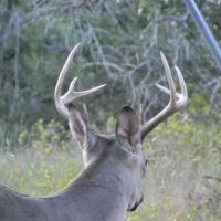 2014 Buck