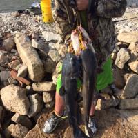 Days Catfish catch