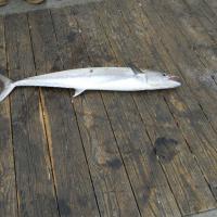 King Mackerel DSCN0606