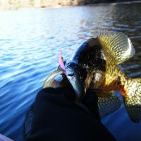 Early Spring Crappie