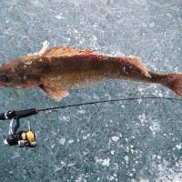 Late Ice Walleye