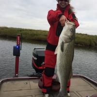 Stripe Bass 40 lbs