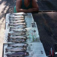 14 Fish Caught