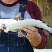 White Bullhead Catfish