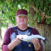 White Catfish 