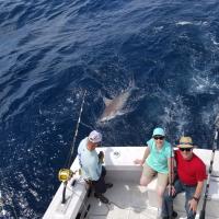 Shark is following us