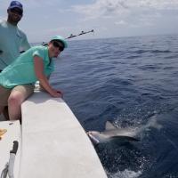 Got a Shark this time