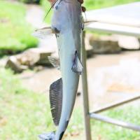 White Bullhead Catfish 