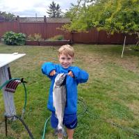 6lbs Pink Salmon