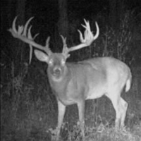 Nontypical white-tail deer 