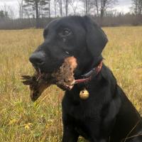 Hunting Dog - Waterfowl