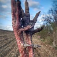 Big Spurs