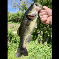 Bass