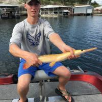 Longnose Gar