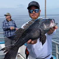 Black Sea Bass