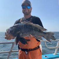 Black Sea Bass