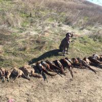 Good Day Hunting