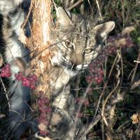 Bobcat