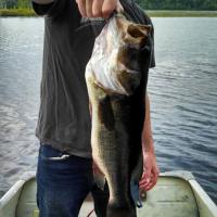 5 lb. Largemouth Bass