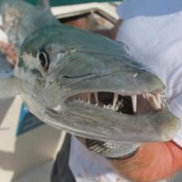 barracuda