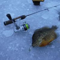 First Ice Jumbo Blue Gill