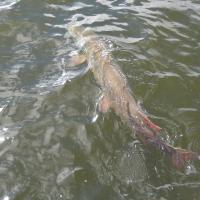 Eagle Lake Muskie