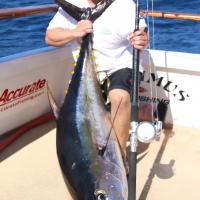 Nice Size Tuna